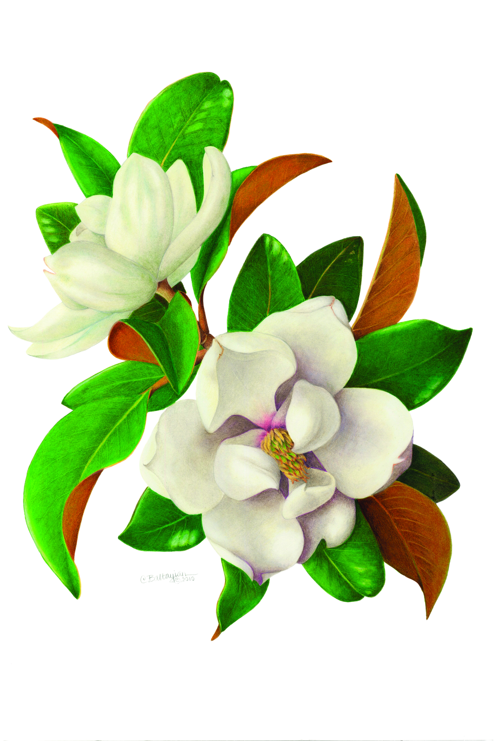 magnolia