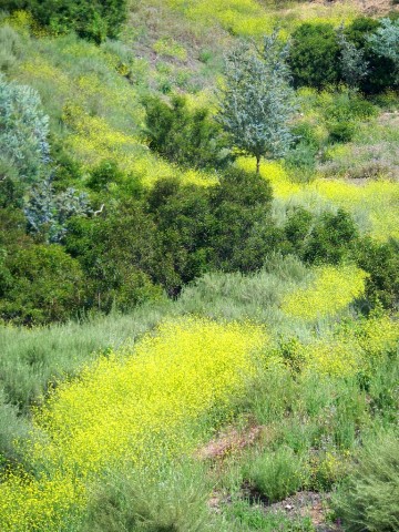 The colorful but non-native black mustard is among the species to be studied in long-term project.