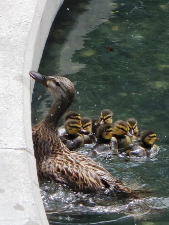 Ducklings and mother duck get stuck in Liberty Plaza pond.