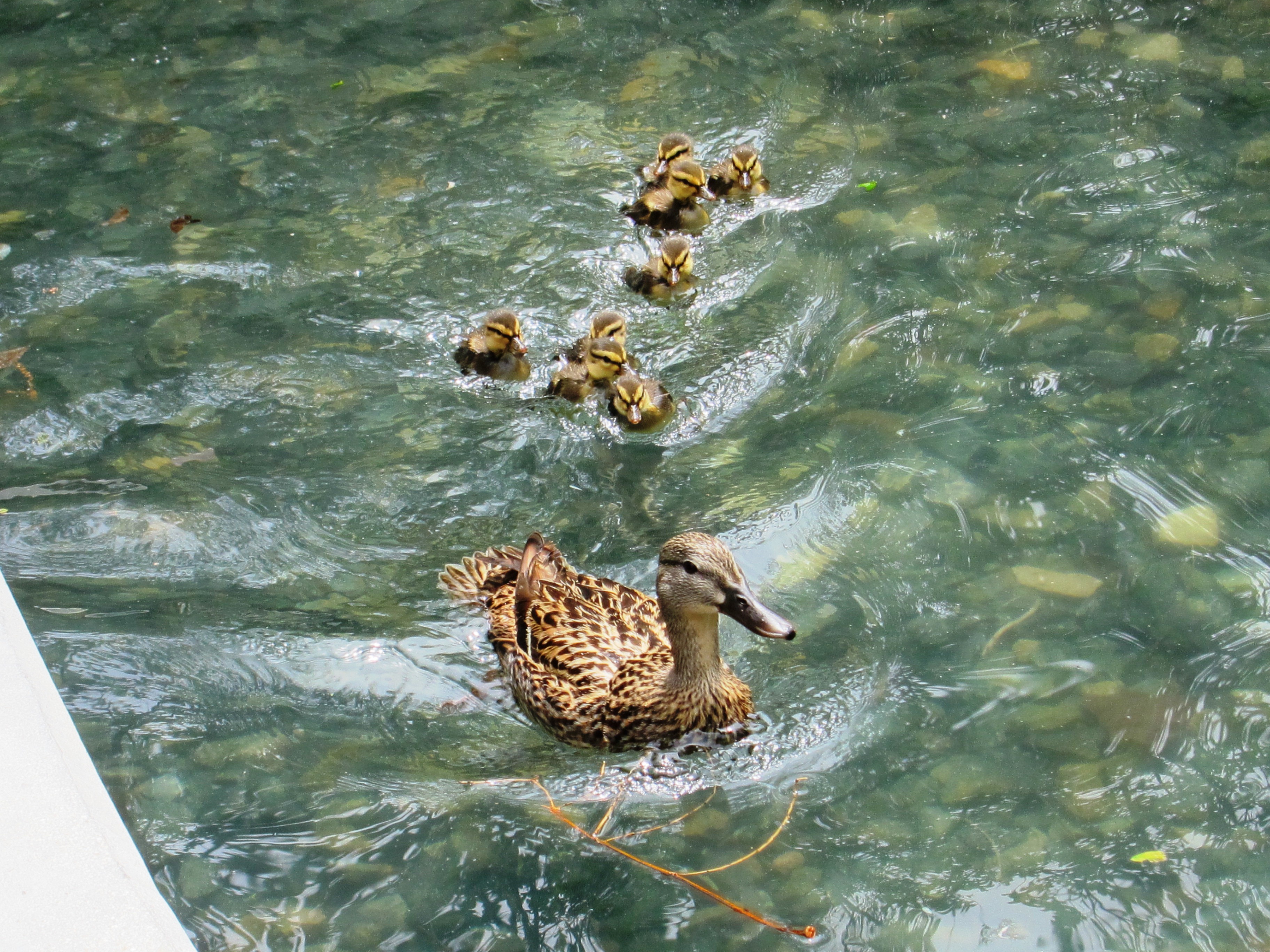 ducks swimming