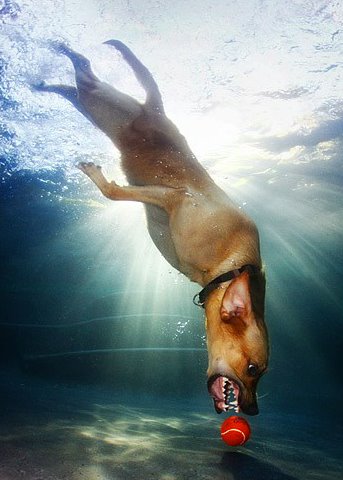 dog underwater