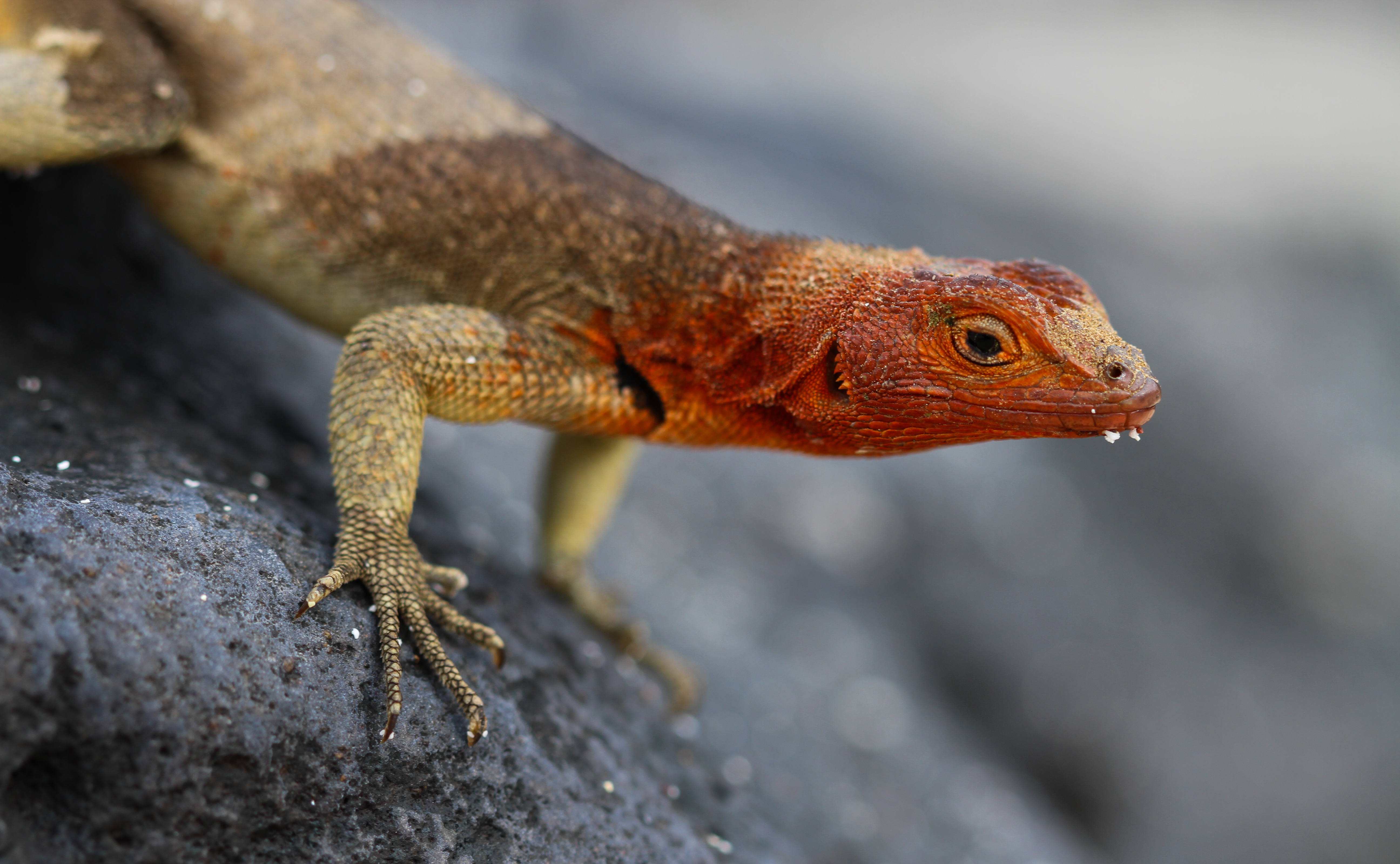 This Galapagos lava lizard has a dew goatee after waking up from a cold night.