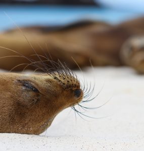 This Galapagos sea lion naps peacefully with a group of her friends under the cozy sun.