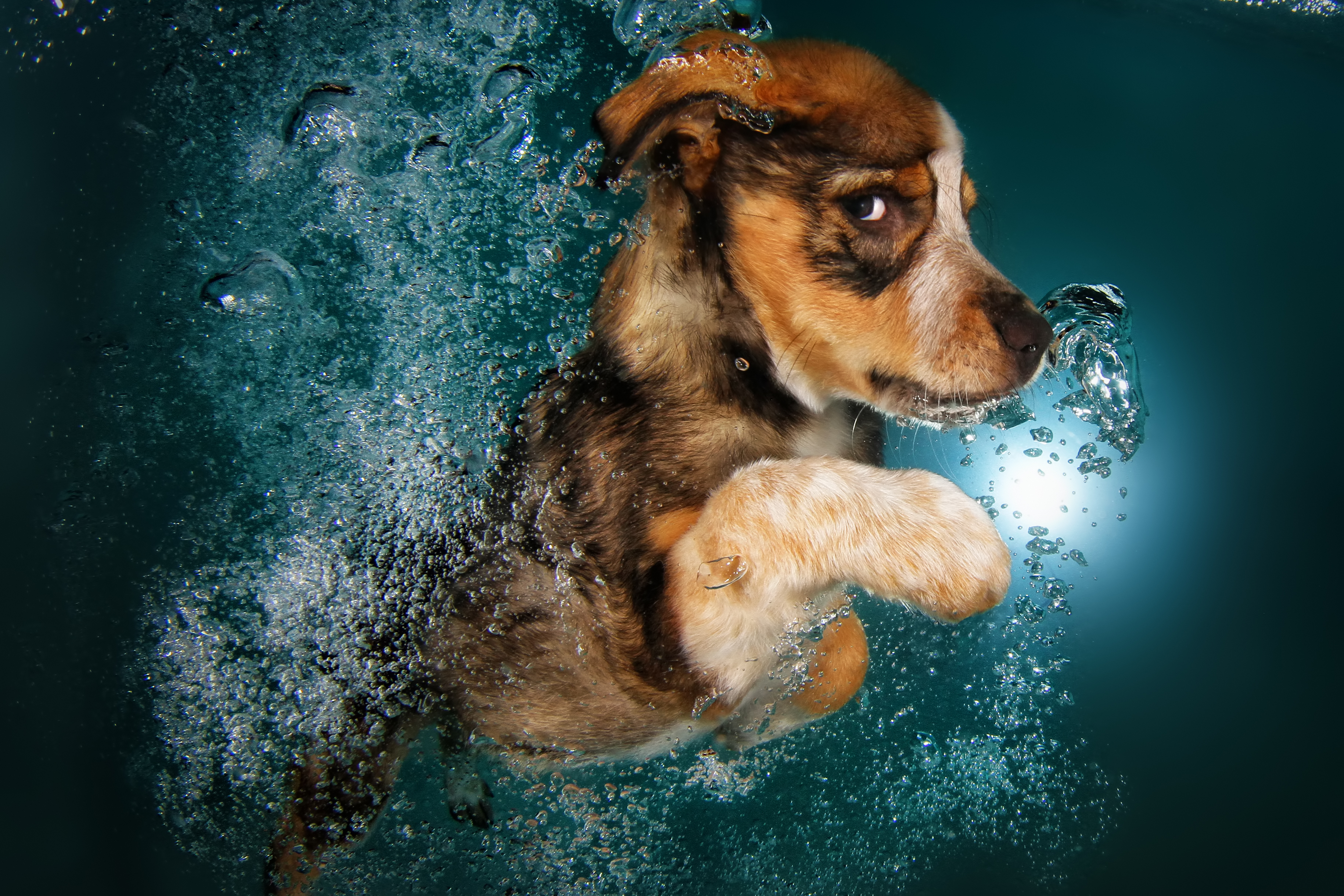 dogs underwater