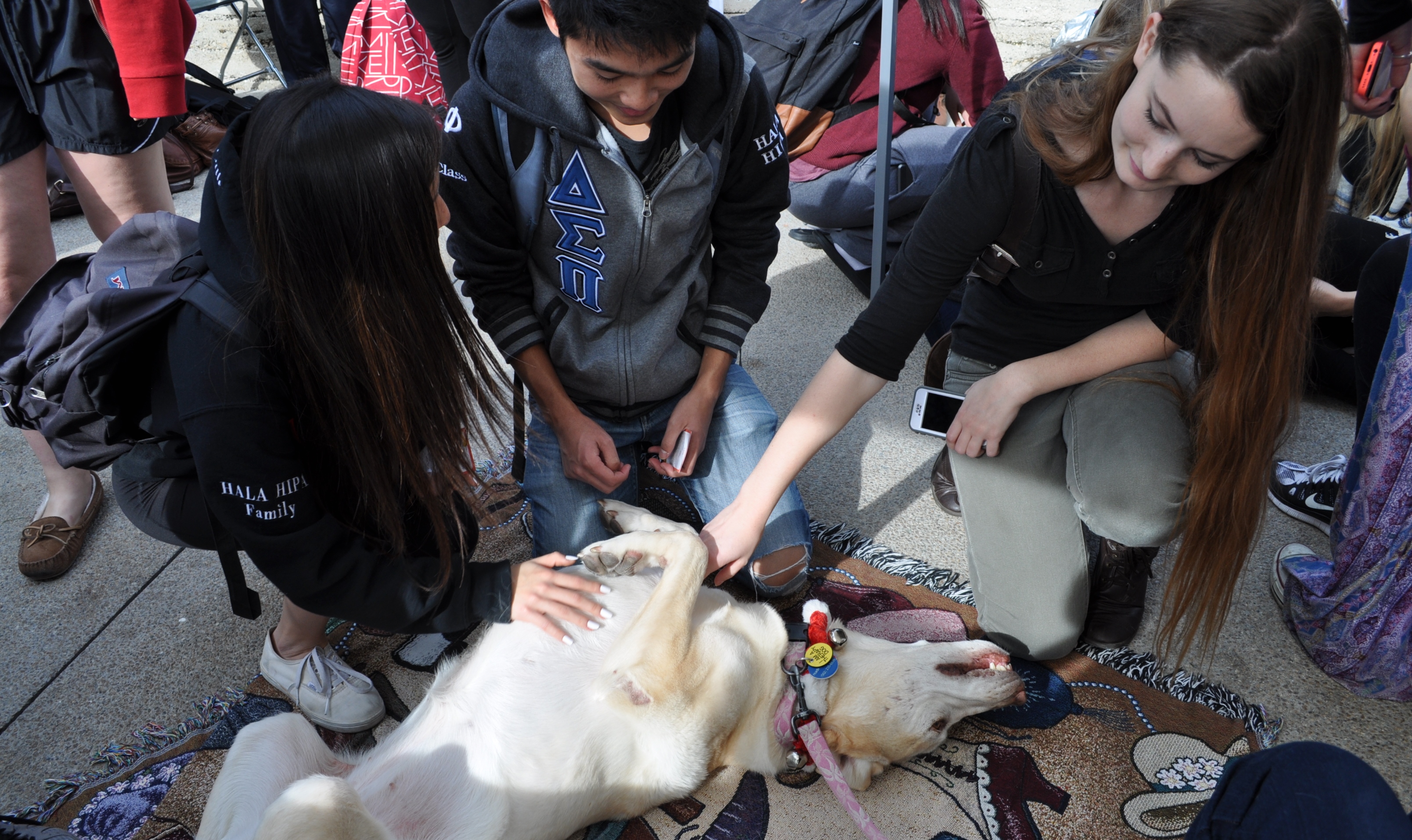 students petting a dog