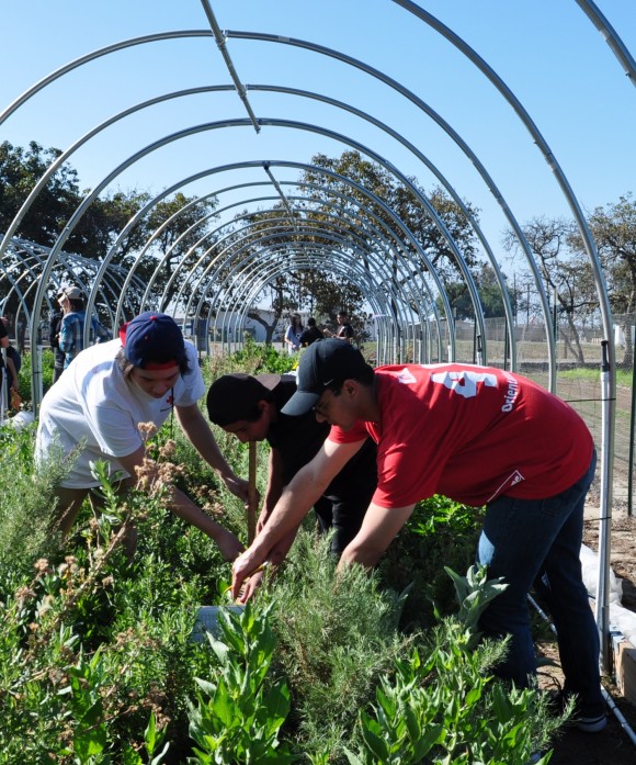 people working in garden