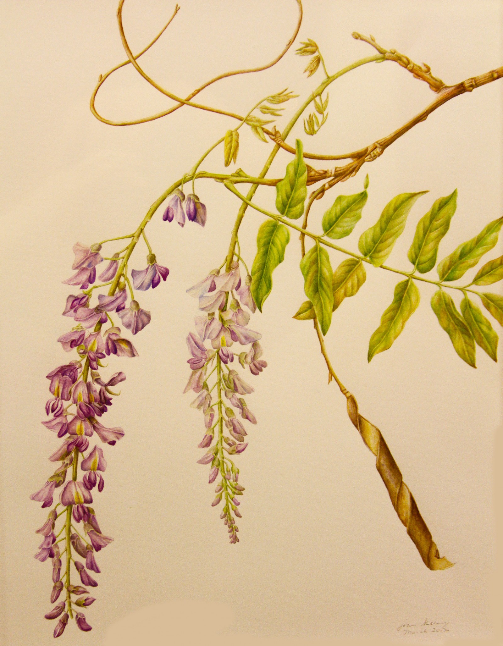 "Legumes" exhibit at Leatherby Libraries highlights skills of botanical