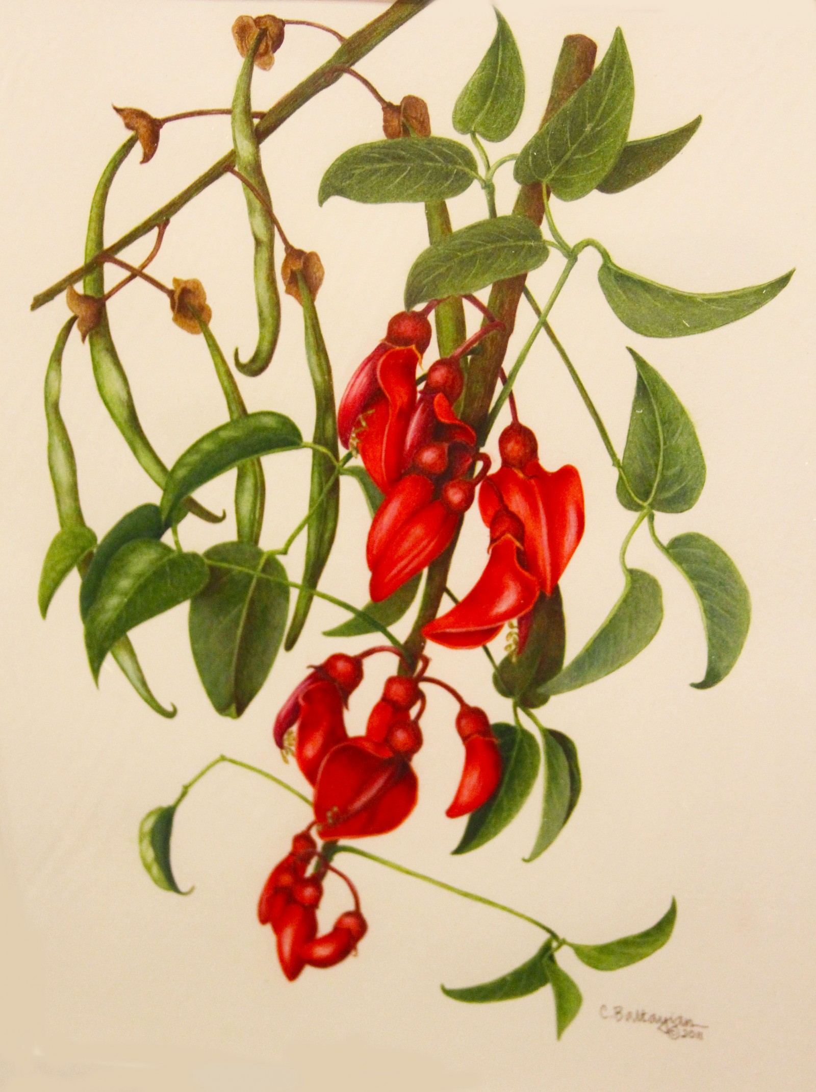 "Legumes" exhibit at Leatherby Libraries highlights skills of botanical
