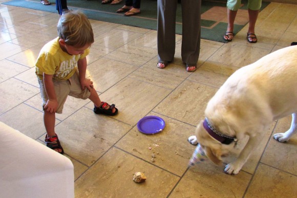 child feeding a dog