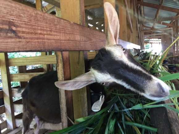 A dairy goat sticks its head through the slats of its enclosure, munching its greens.