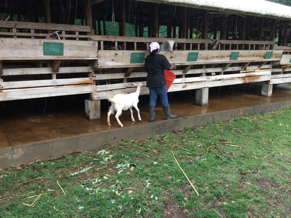 Dairy worker, assisted by young goat, feeds the animals