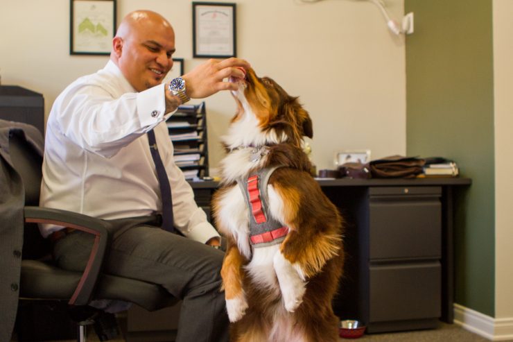 dog and man in office