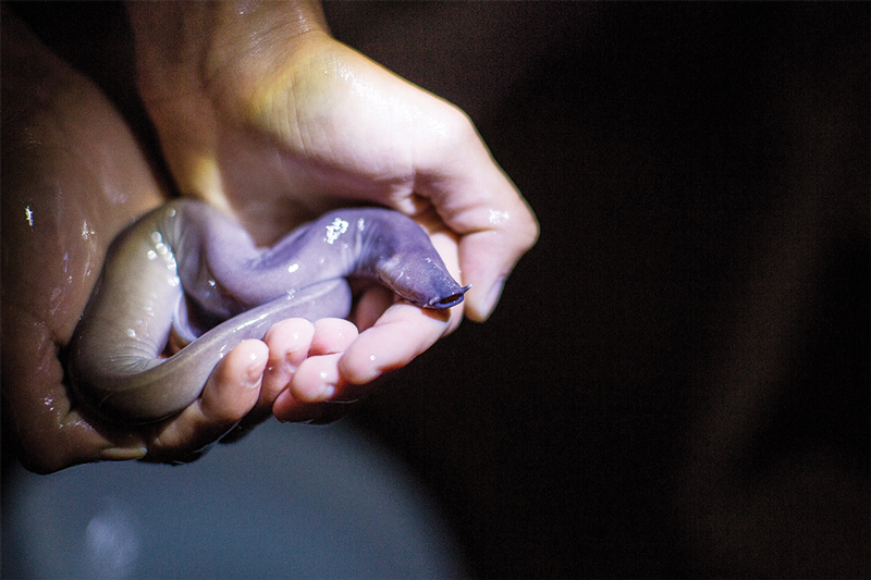 hagfish