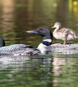loons and a duck.