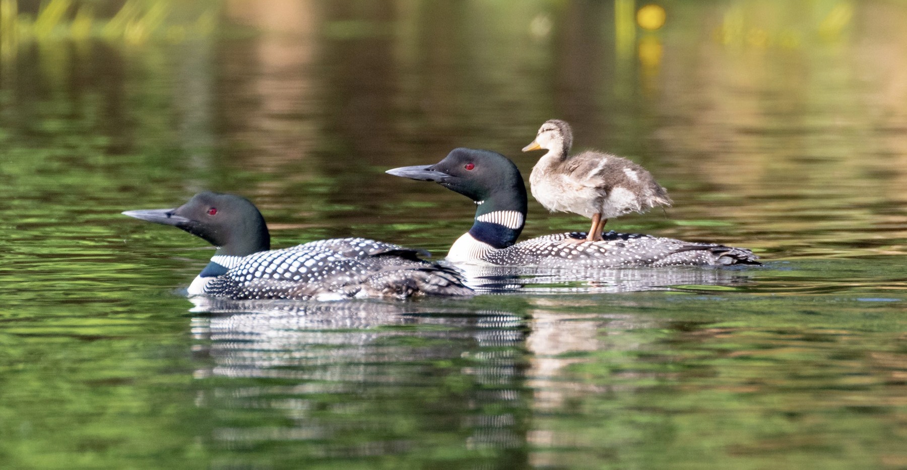 The Plucky Duckling | Chapman Newsroom