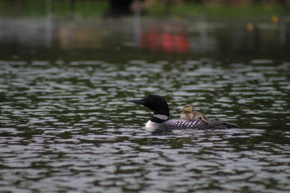 Loon and duck