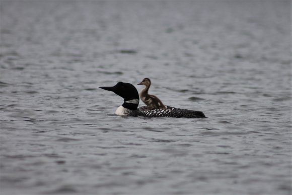 Loon and duck.