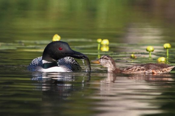 Loon feeds duck fish. Photo by Linda Grenzer.