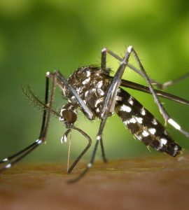 tiger mosquito closeup