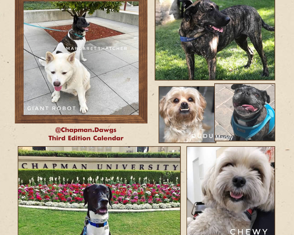 Chapman Dogs