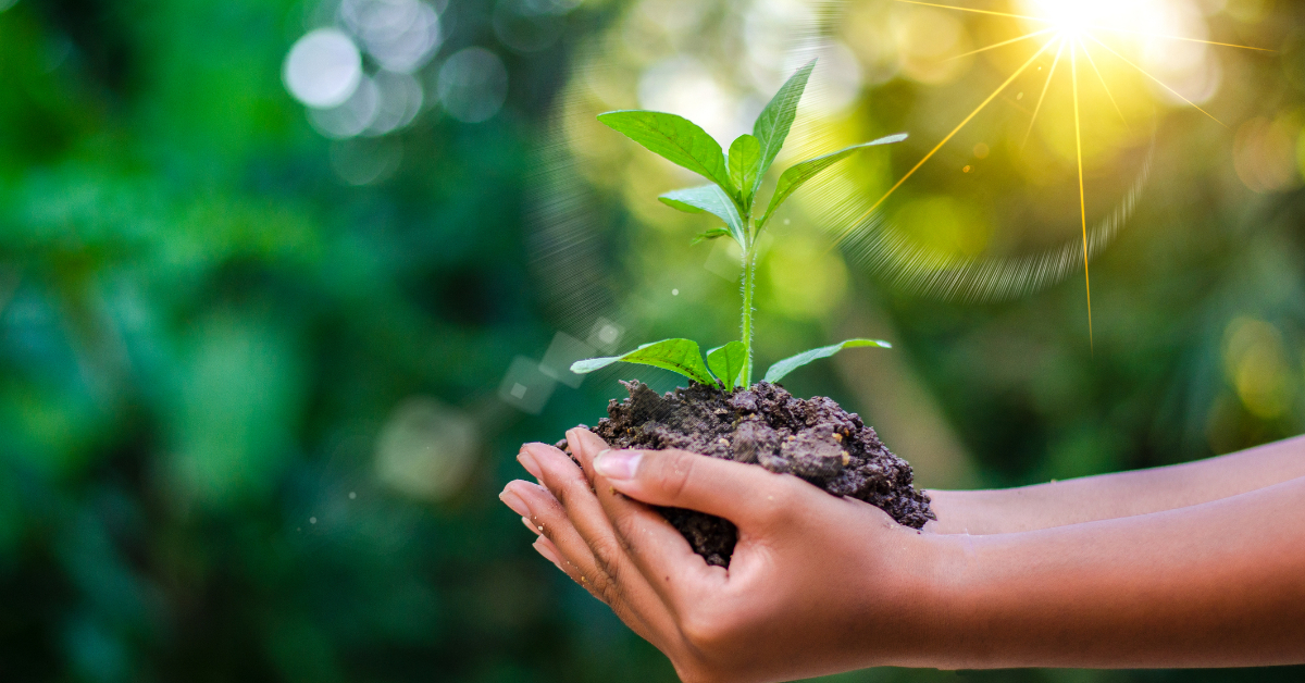 Hands holding growing seedlings.