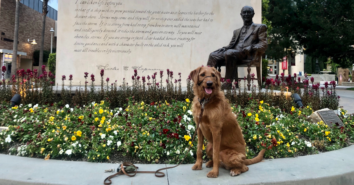 Brown dog on Chapman campus.