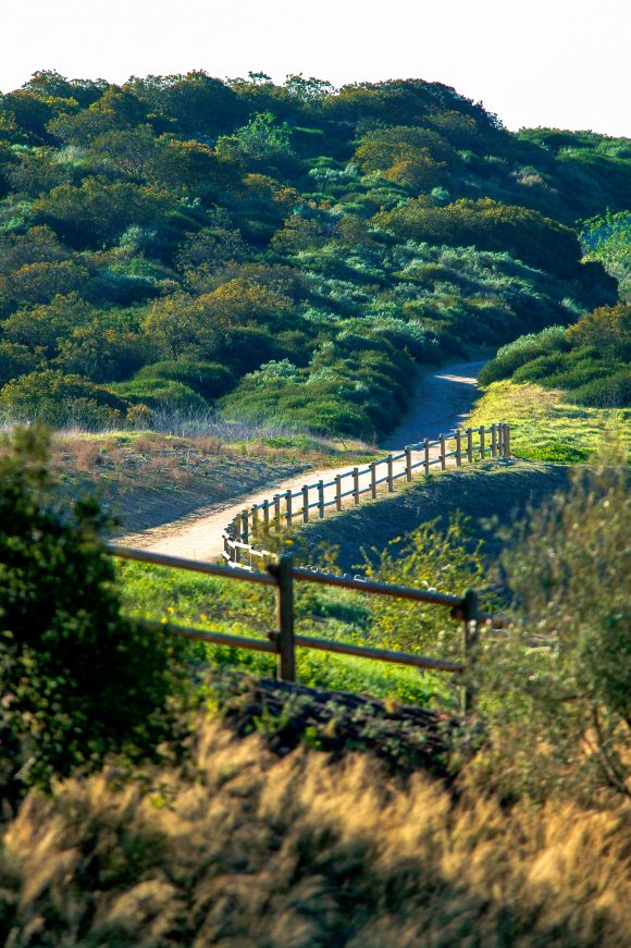 Image of trail leading through foliage in Santa Ana Mountains