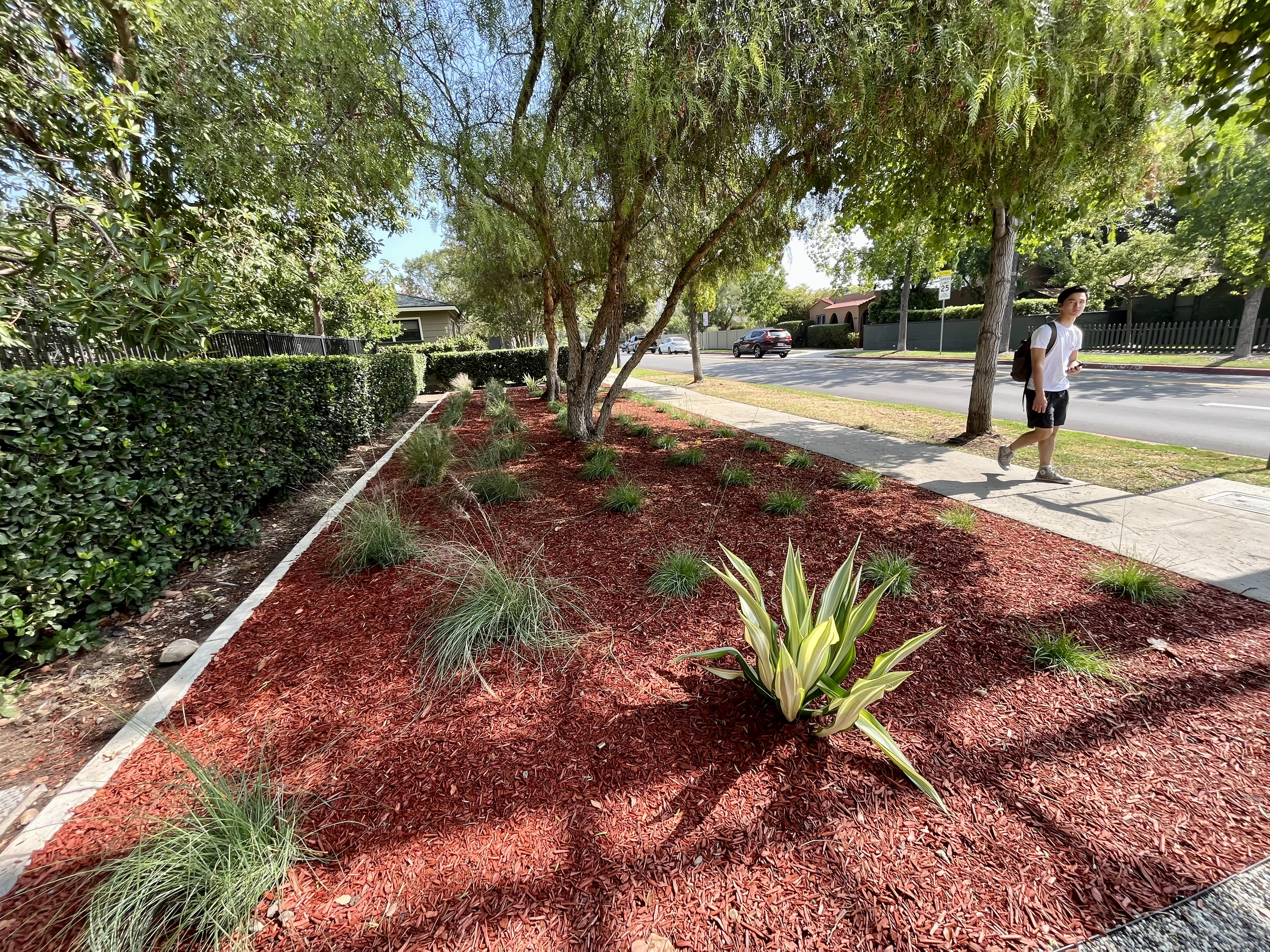 Drought-tolerant landscaping takes root at Walnut Avenue and Center Street. 