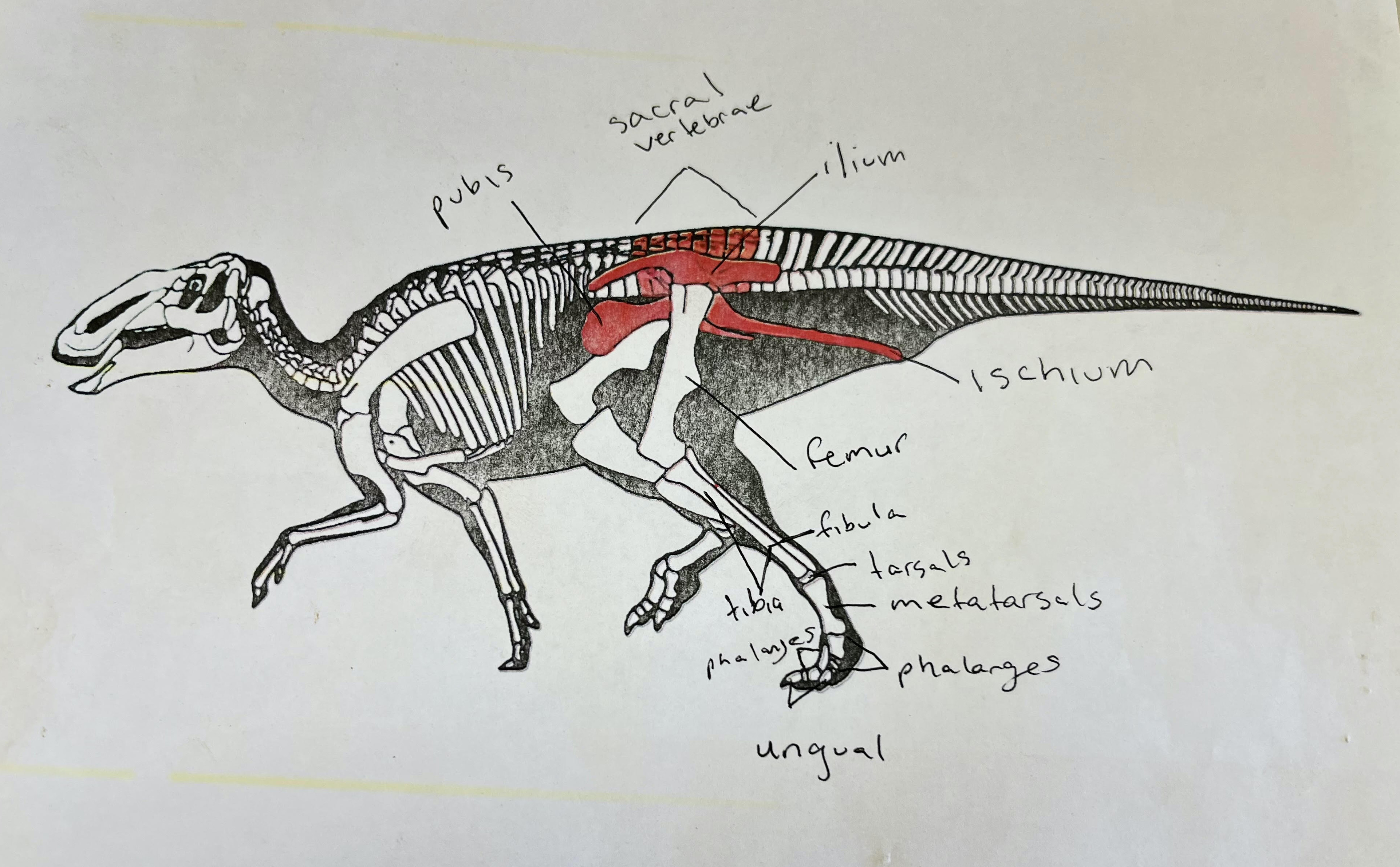 Gryposaurus illustration