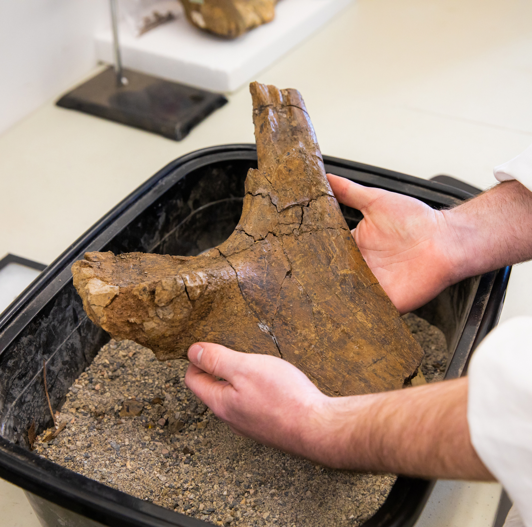 hands-lifting-partial-fossil-of-gryposaurus