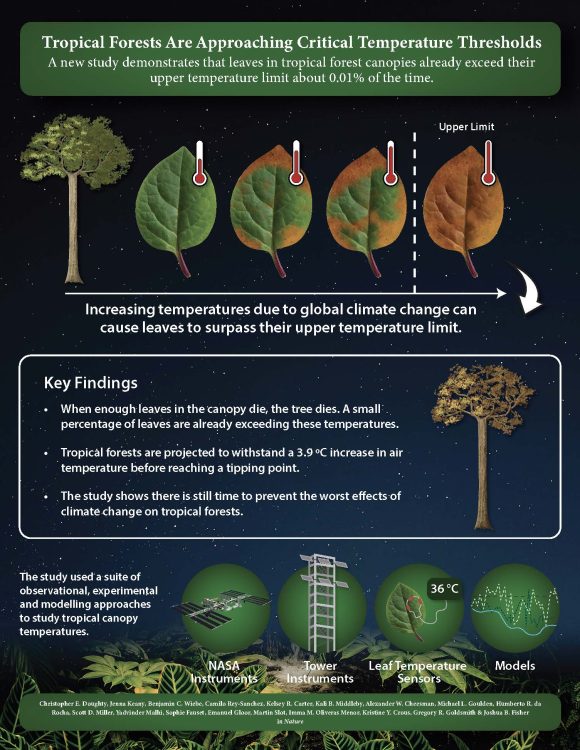 Esta infografía muestra la decoloración de las hojas a medida que se alcanzan umbrales de temperatura críticos.  Se describen los principales hallazgos y métodos utilizados en el trabajo de investigación. 