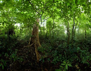 Image of frees and canopy in a tropical rainforest.