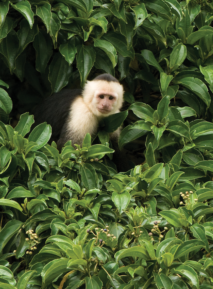 monkey in rainforest
