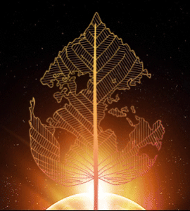 canopy of light featured thumbnail