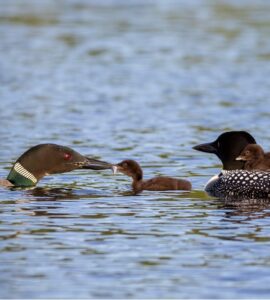 Common Loon