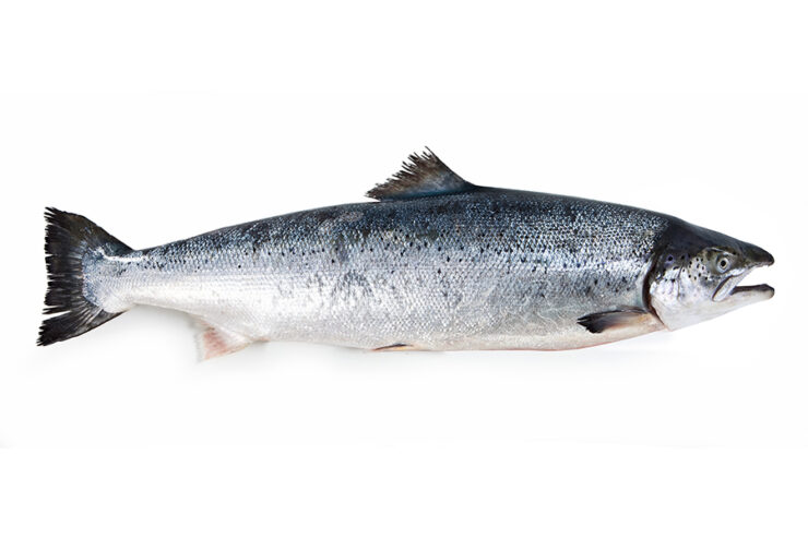 salmon