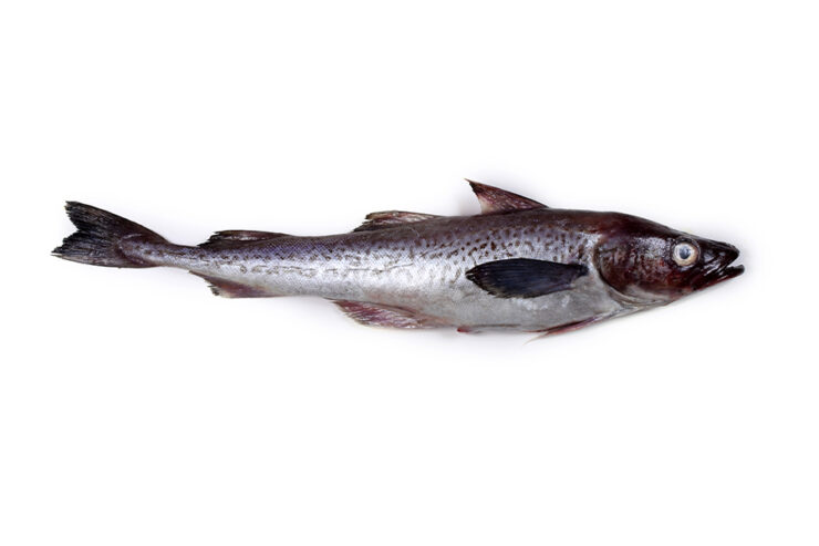 alaska polluck