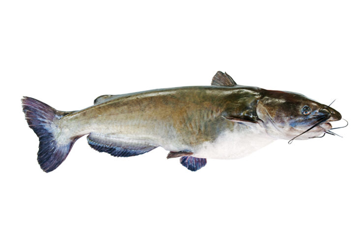 American Catfish