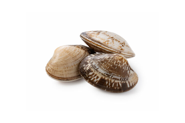 clams