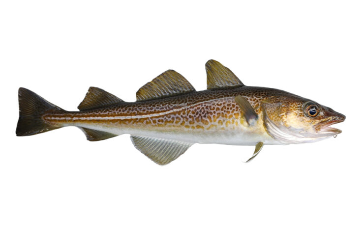 cod