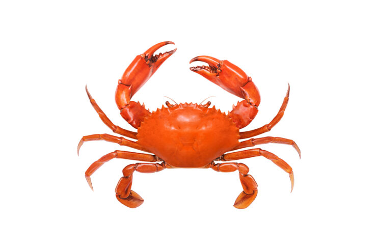 crab