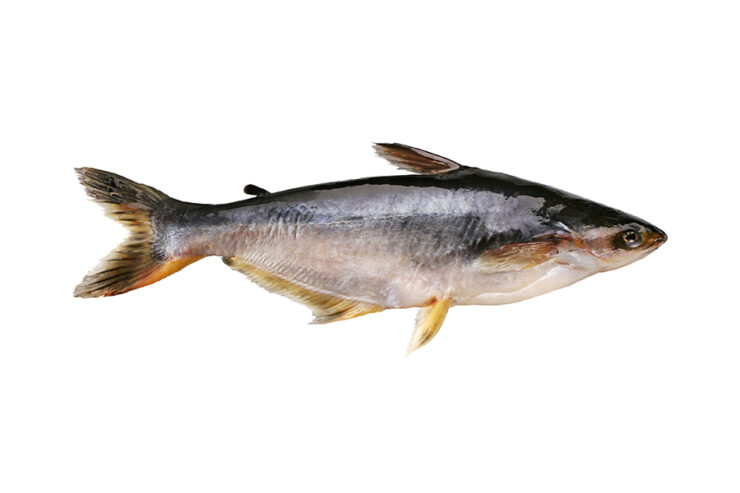 pangasius