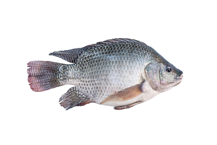 tilapia