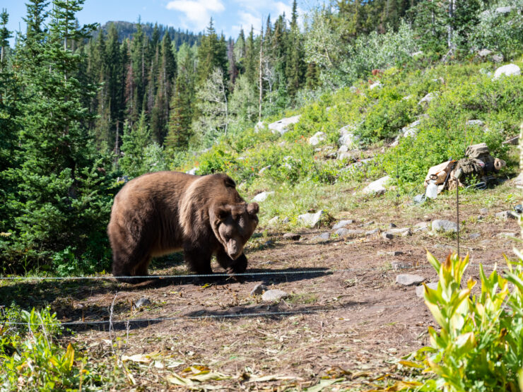 The grizzly bear on set